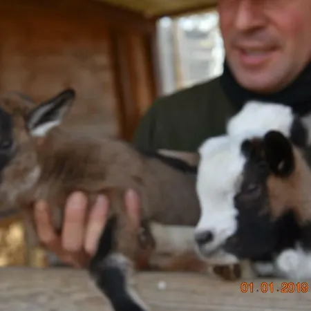 Agriturismo Il Torrino Farm stay Montaione