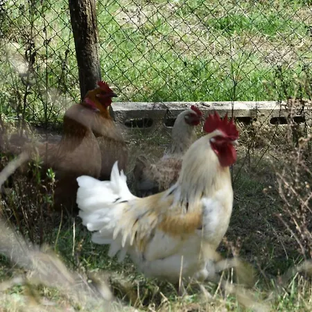 Agriturismo Il Torrino Montaione